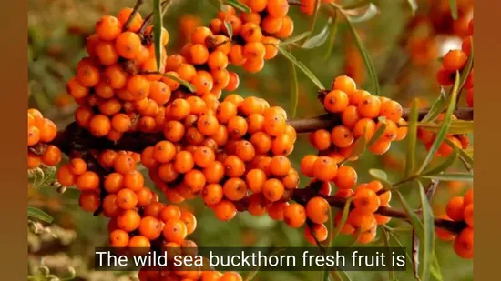 Оптовый порошок облепихи, богатый питательными веществами и антиоксидантами